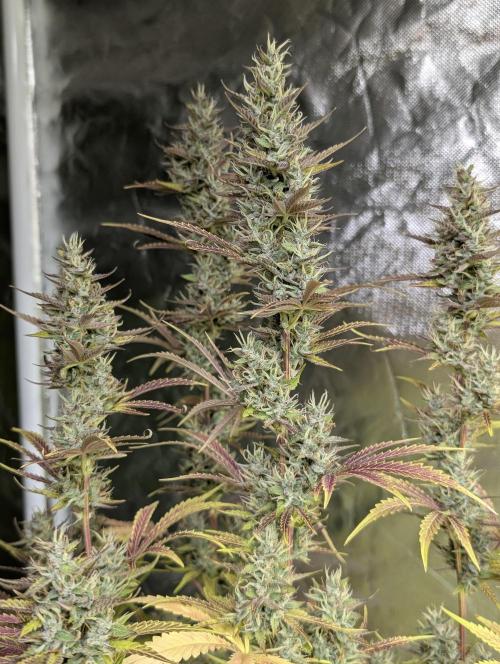 Guava X Gelato 41 x3. Week 9