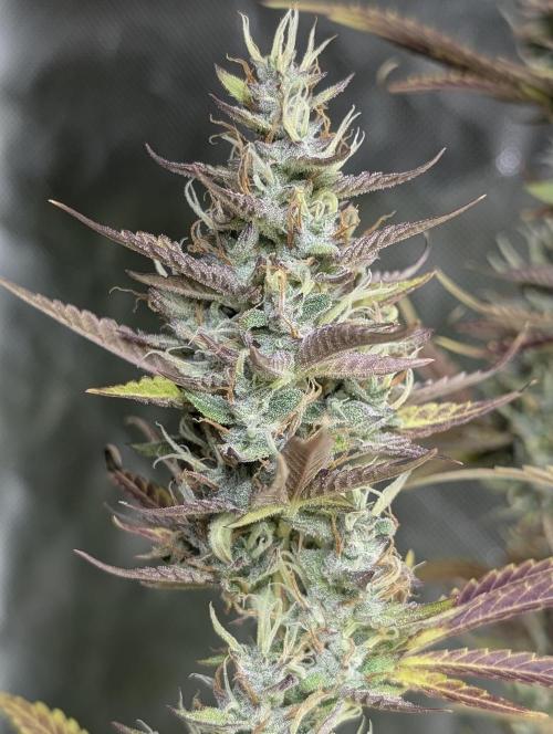 Guava X Gelato 41 x3. Week 9
