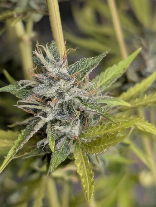 Guava X Gelato 41 x3. Week 9