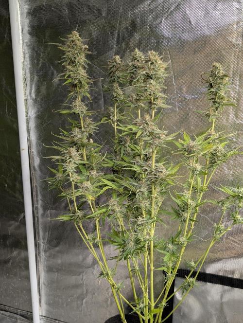 Guava X Gelato 41 x3. Week 9 - 3