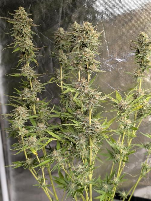 Guava X Gelato 41 x3. Week 9