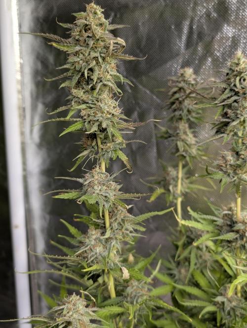 Guava X Gelato 41 x3. Week 9