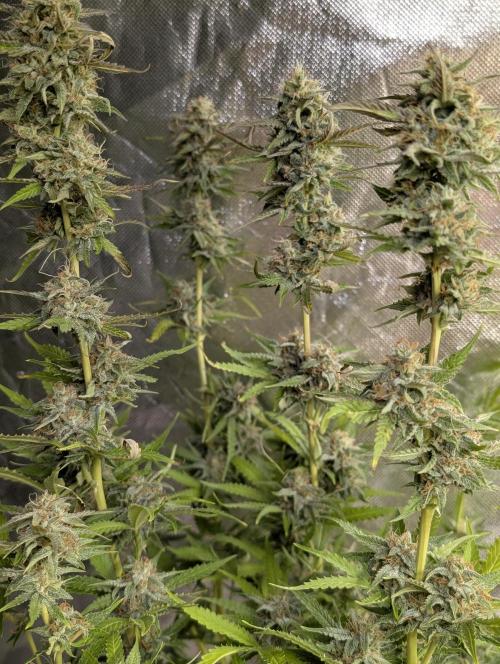 Guava X Gelato 41 x3. Week 9
