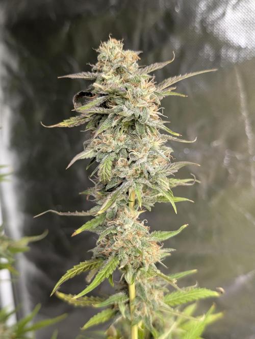 Guava X Gelato 41 x3. Week 9
