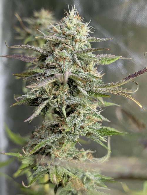 Guava X Gelato 41 x3. Week 9