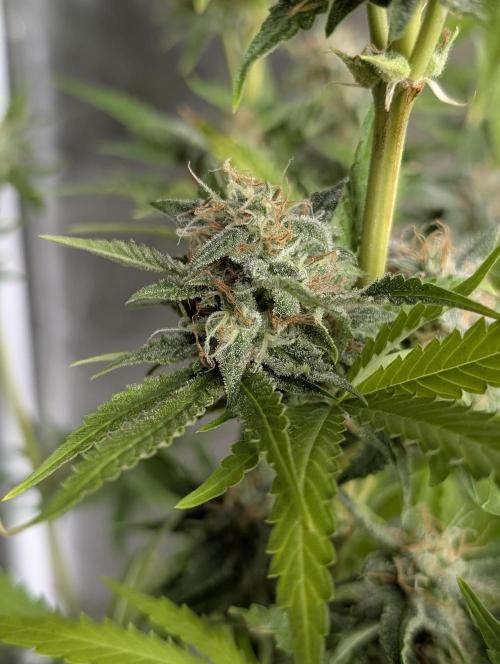 Guava X Gelato 41 x3. Week 9