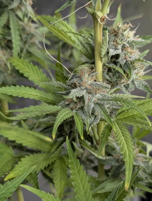Guava X Gelato 41 x3. Week 9