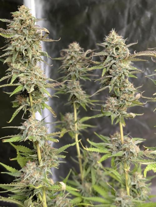 Guava X Gelato #41 Auto. Week 9