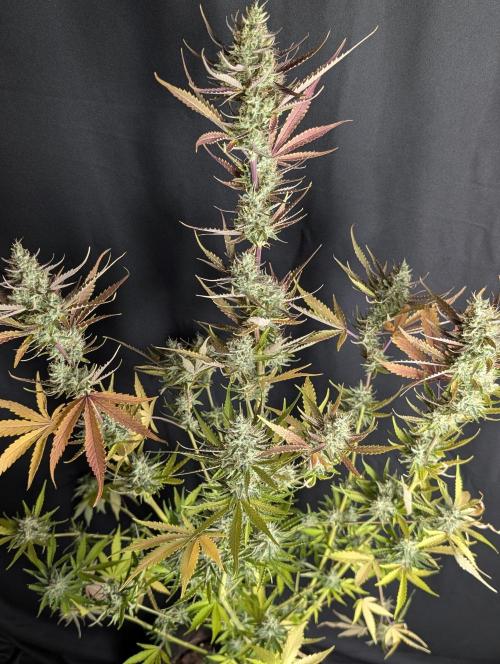 Chemical Candy Auto x3. Week 10 - 1