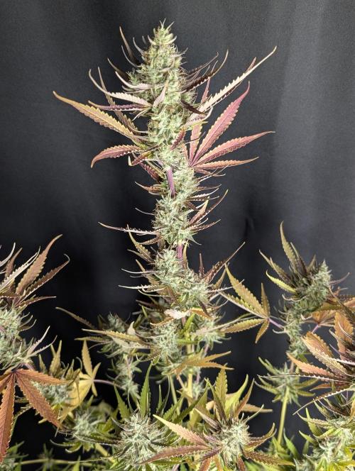 Chemical Candy Auto x3. Week 10
