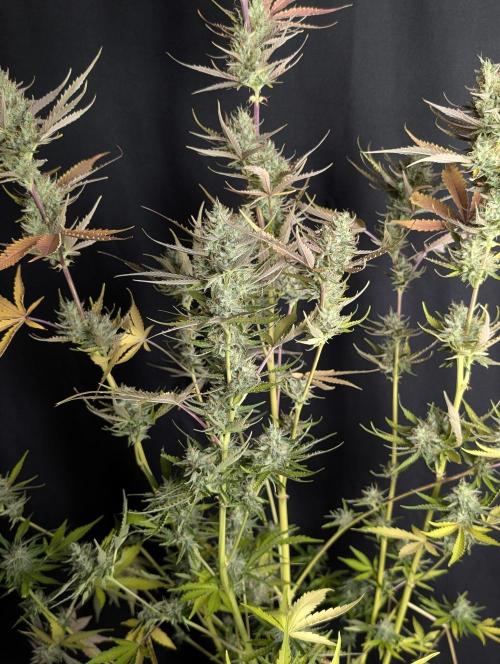 Chemical Candy Auto x3. Week 10