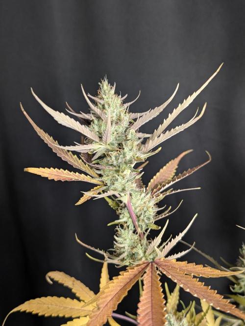 Chemical Candy Auto x3. Week 10