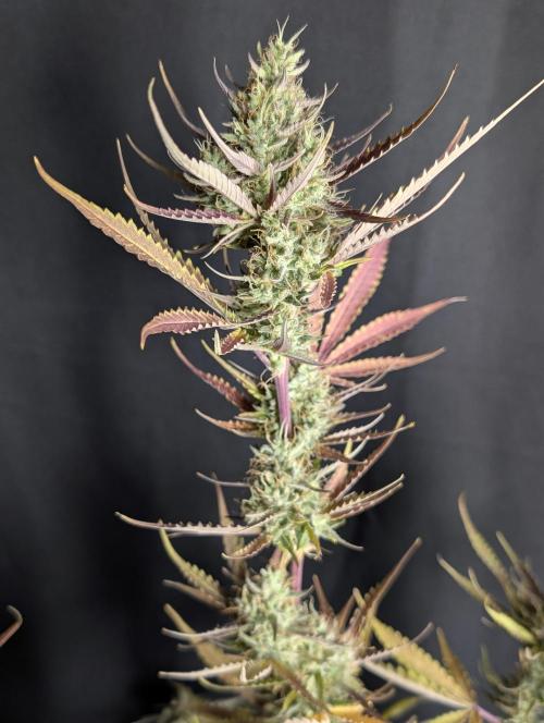 Chemical Candy Auto x3. Week 10