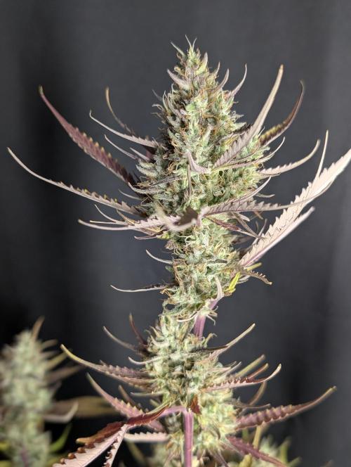 Chemical Candy Auto x3. Week 10
