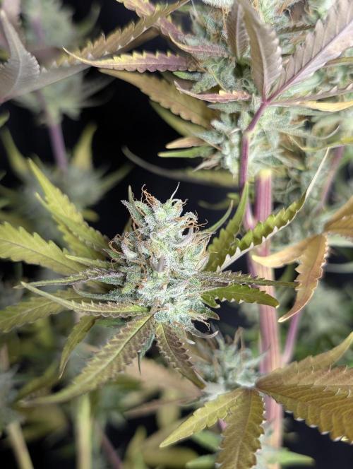 Chemical Candy Auto x3. Week 10