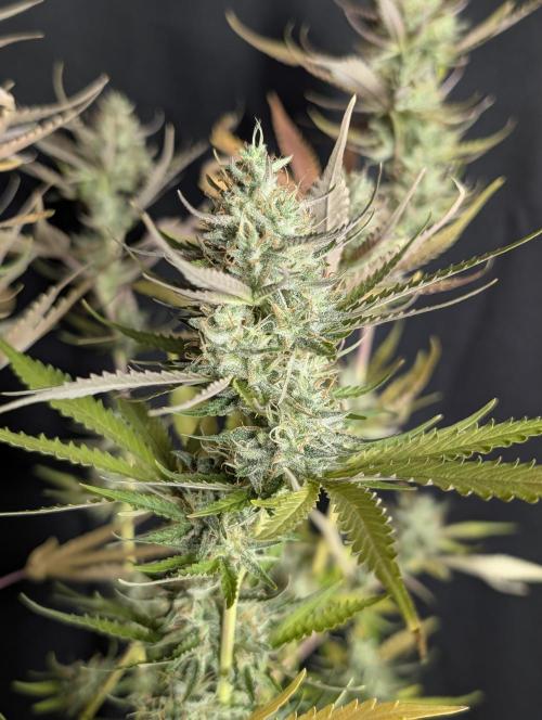 Chemical Candy Auto x3. Week 10