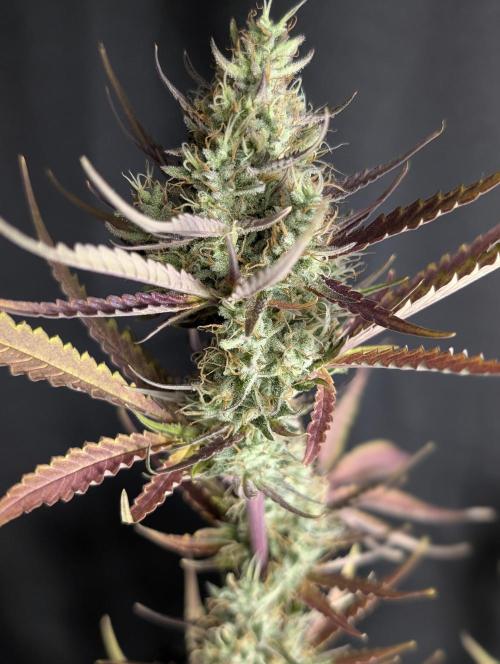 Chemical Candy Auto x3. Week 10