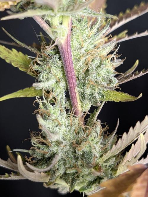 Chemical Candy Auto x3. Week 10