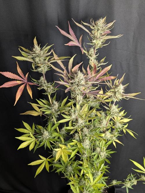 Chemical Candy Auto x3. Week 10 - 2
