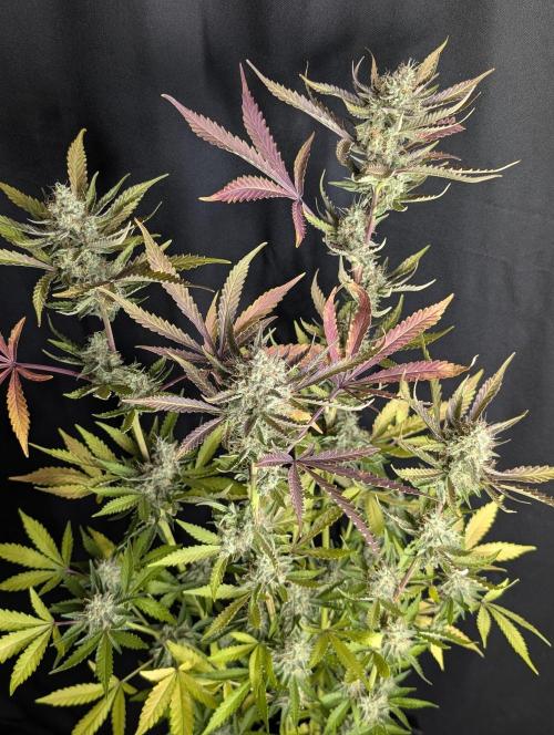 Chemical Candy Auto x3. Week 10