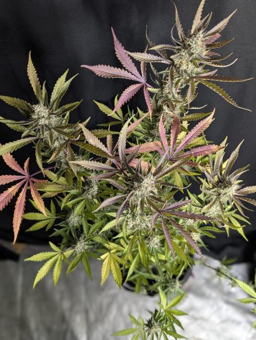 Chemical Candy Auto x3. Week 10