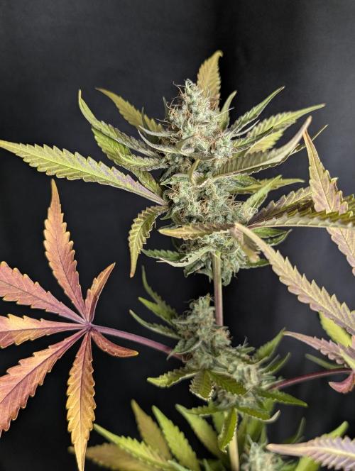 Chemical Candy Auto x3. Week 10