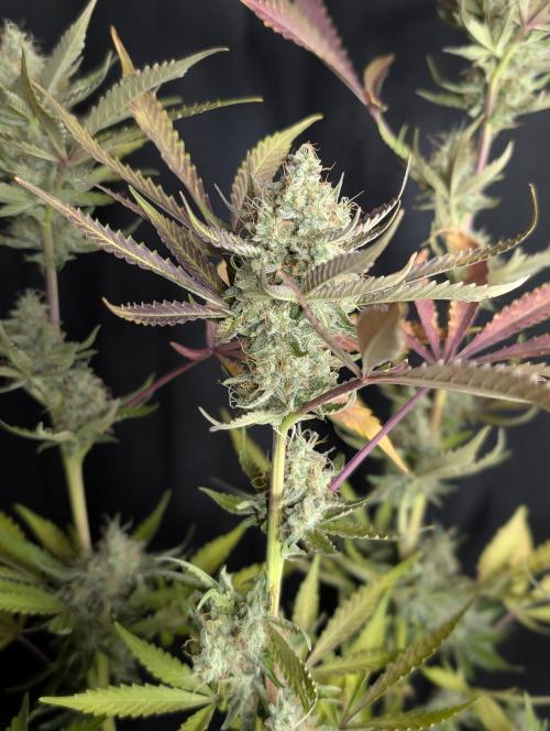 Chemical Candy Auto x3. Week 10