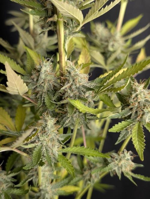 Chemical Candy Auto x3. Week 10
