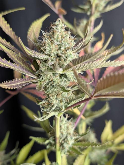 Chemical Candy Auto x3. Week 10
