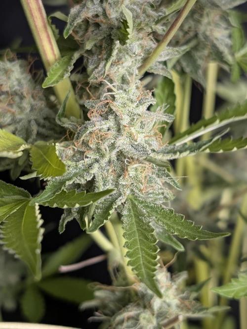 Chemical Candy Auto x3. Week 10