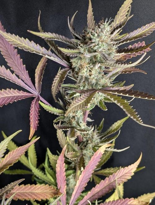 Chemical Candy Auto x3. Week 10