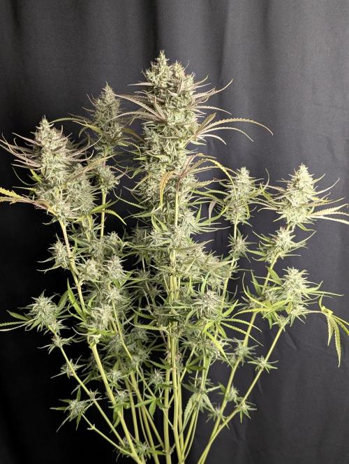 Chemical Candy Auto x3. Week 10 - 3