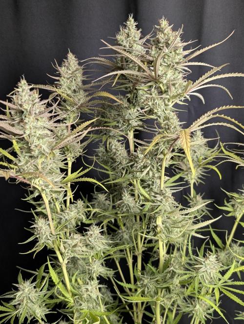 Chemical Candy Auto x3. Week 10