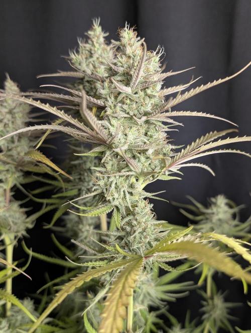 Chemical Candy Auto x3. Week 10