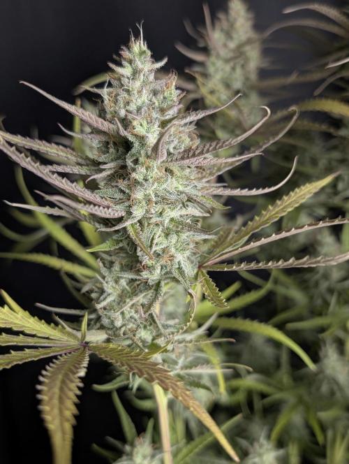 Chemical Candy Auto x3. Week 10