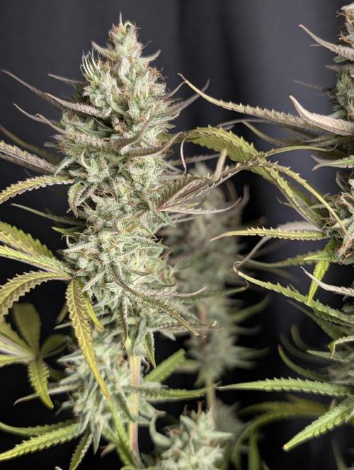 Chemical Candy Auto x3. Week 10