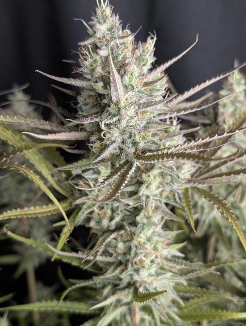 Chemical Candy Auto x3. Week 10