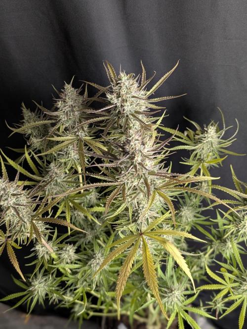 Chemical Candy Auto x3. Week 10