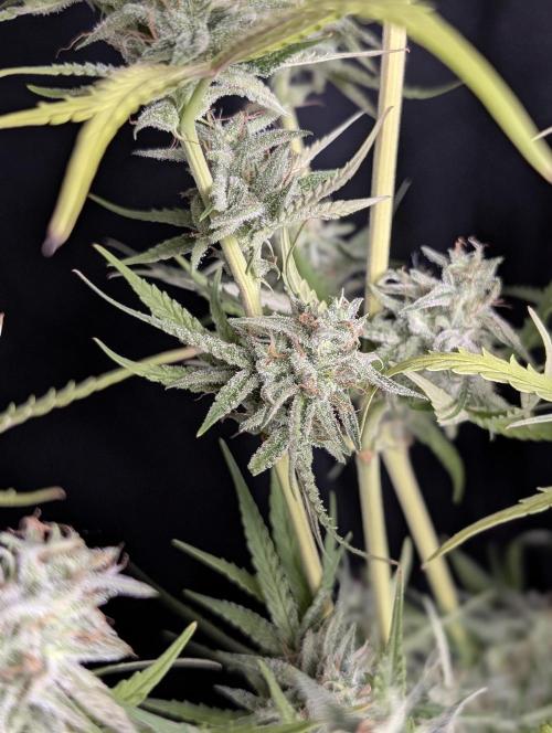 Chemical Candy Auto x3. Week 10