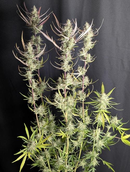 Chemical Candy Auto x3. Week 10 - 1