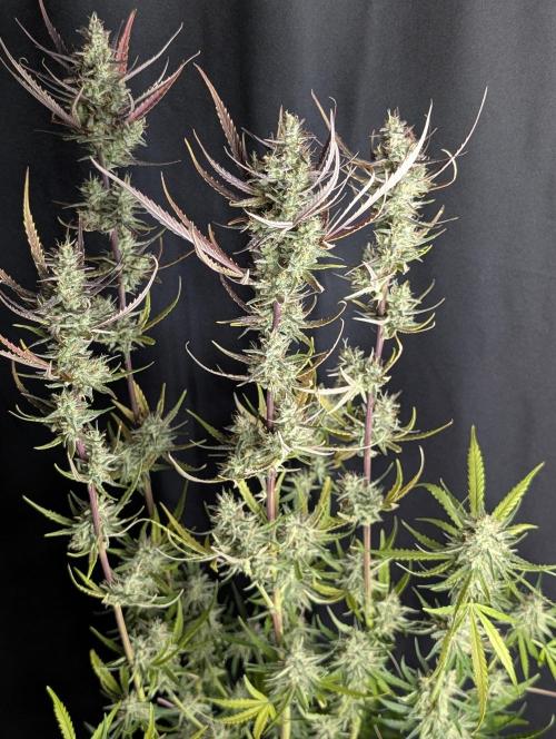 Chemical Candy Auto x3. Week 10