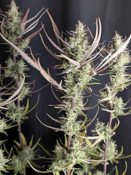 Chemical Candy Auto x3. Week 10