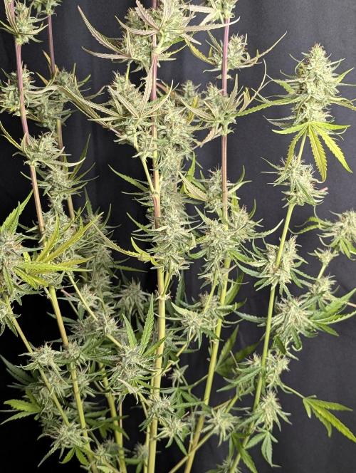 Chemical Candy Auto x3. Week 10