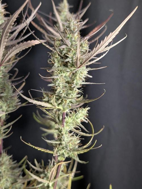 Chemical Candy Auto x3. Week 10