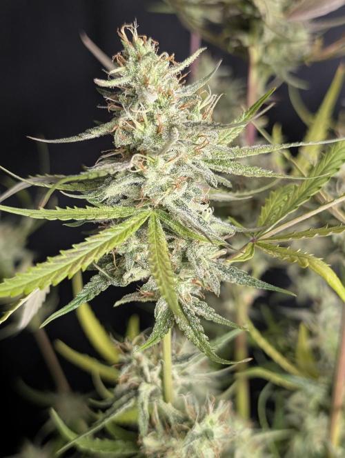 Chemical Candy Auto x3. Week 10