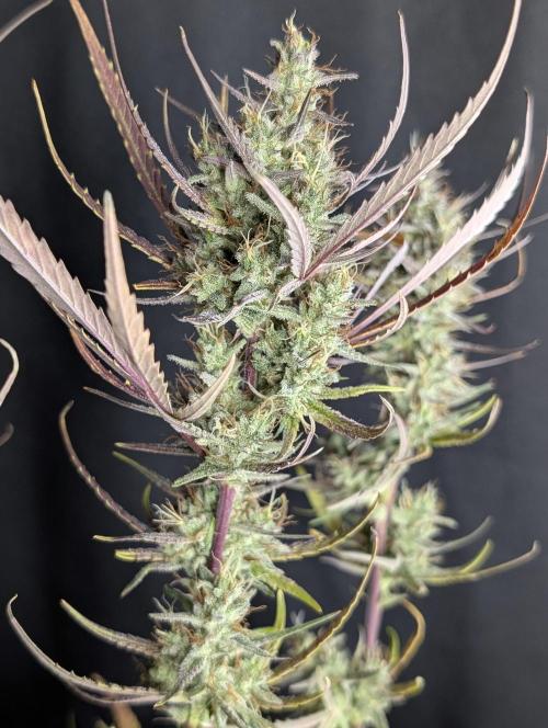 Chemical Candy Auto x3. Week 10