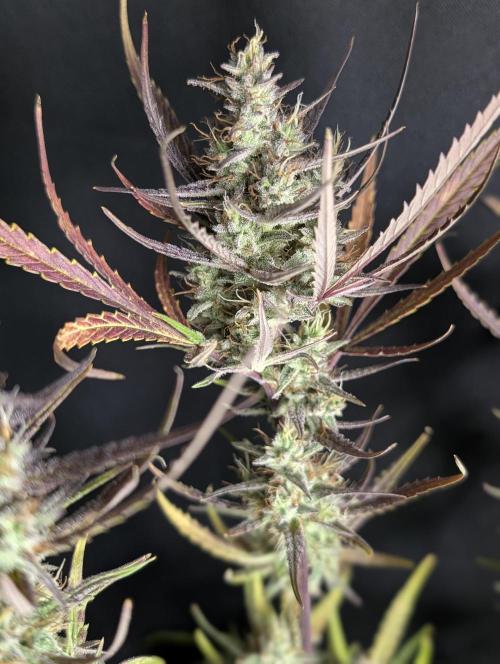 Chemical Candy Auto x3. Week 10