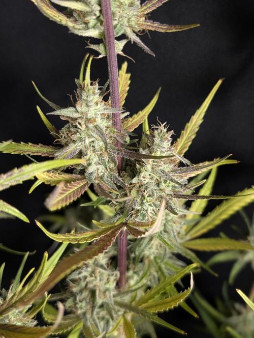 Chemical Candy Auto x3. Week 10