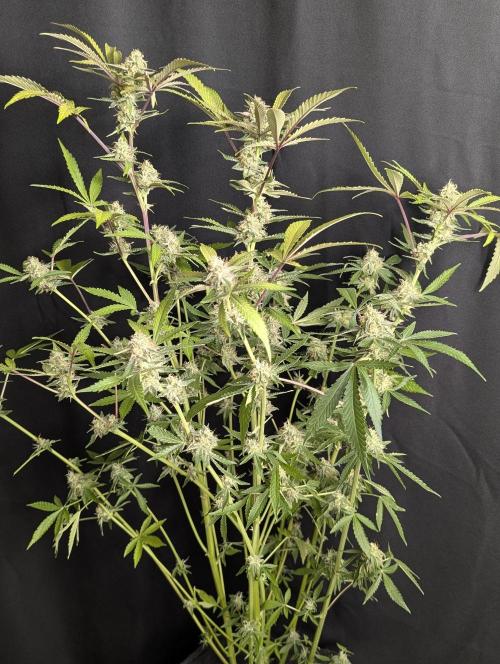Chemical Candy Auto x3. Week 10 - 2