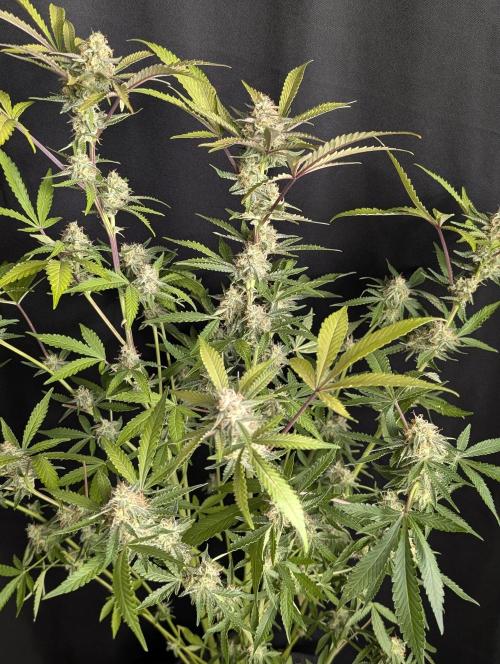 Chemical Candy Auto x3. Week 10